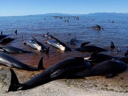 No Fresh Whale Strandings Seen In New Zealand No Fresh Whale Strandings Seen In New Zealand