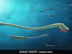Forget Eggs - 245 Million Years Ago, This Long-Necked Sea Creature Gave Birth To Live Babies