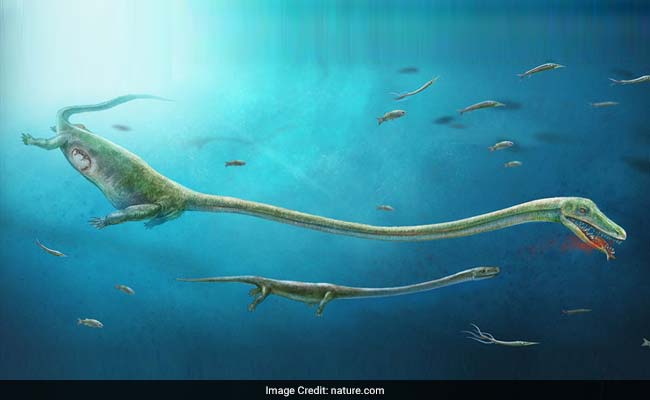 Forget Eggs - 245 Million Years Ago, This Long-Necked Sea Creature Gave Birth To Live Babies