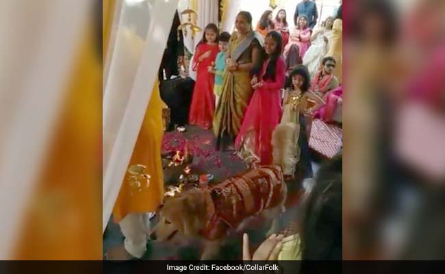 वीडियो : जब लाल और सुनहरी शेरवानी पहने कुत्ते ने दुल्हा-दुल्हन के साथ लिए फेरे..