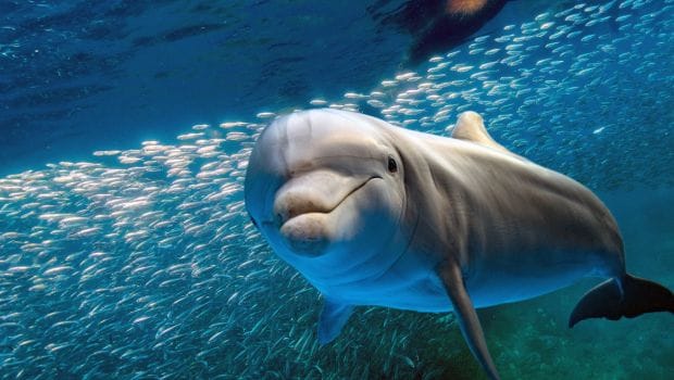 Dolphin Proteins May Prove to Be Beneficial for Human Health