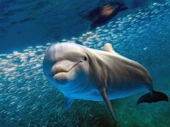 Dolphin Proteins May Prove to Be Beneficial for Human Health Dolphin Proteins May Prove to Be Beneficial for Human Health