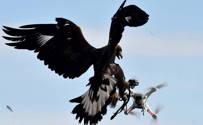 Terrorists Are Building Drones. France Is Destroying Them With Eagles.