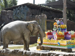 शाही अंदाज में मना हाथी का जन्मदिन, मंगाया गया लजीज केक