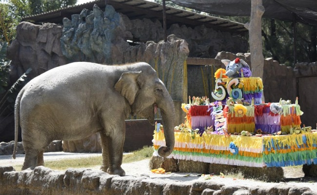 Elephant Blows Out 56 Candles On Birthday Cake