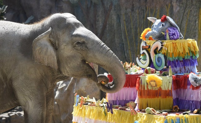 elephant birthday cake afp