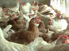 900 Hens Dead At Poultry Farm In Maharashtra, Samples Sent For Test