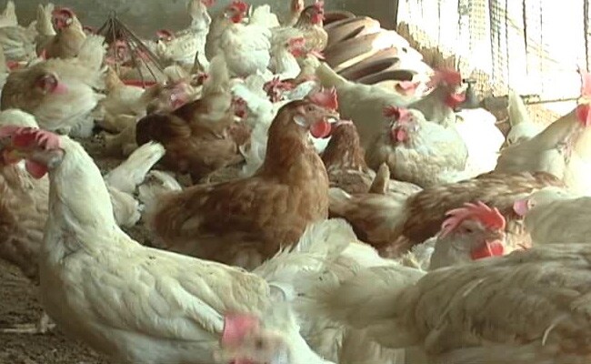 Bird Flu In Chhattisgarh's Bilaspur: Over 22,000 Poultry Birds Culled, 25,000 Eggs Destroyed