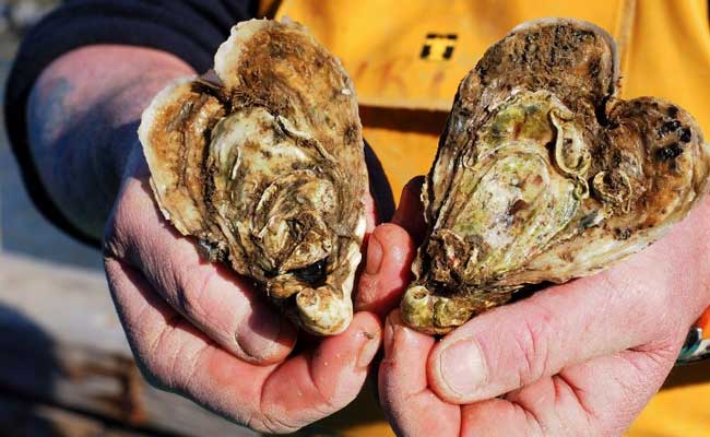 On This Valentine's, Surprise Your Beloved With A Tasty Offering: A Heart-Shaped Oyster