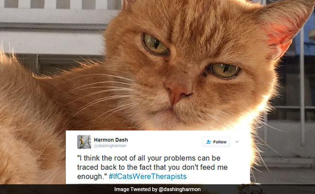 If Cats Were Therapists? It's As Hilarious As It Sounds