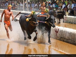 Kambala Back Despite Cruelty Claims, Karnataka Assembly Amends Law Kambala Back Despite Cruelty Claims, Karnataka Assembly Amends Law