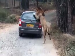 When A Lion Got Up Close And Personal With Car Full Of Tourists When A Lion Got Up Close And Personal With Car Full Of Tourists
