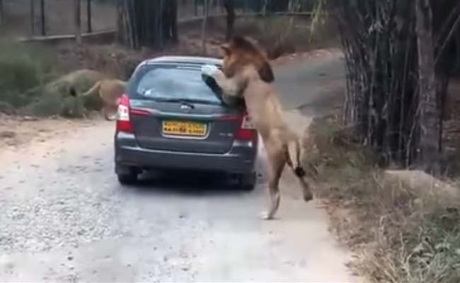 When A Lion Got Up Close And Personal With Car Full Of Tourists