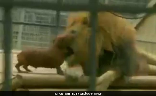 दो छोटे कुत्तों ने मिलकर जंगल के राजा शेर को किया ढेर, वीडियो हुआ वायरल