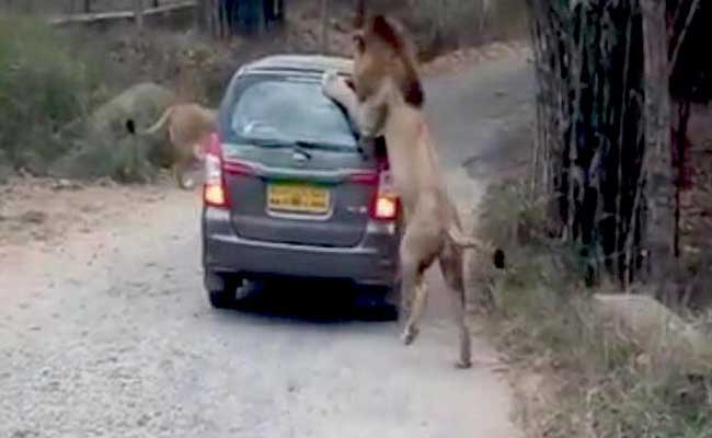 बेंगलुरु: जब बीच सड़क पर एसयूवी कार को शेरों ने घेरा...घटना का वीडियो हुआ वायरल