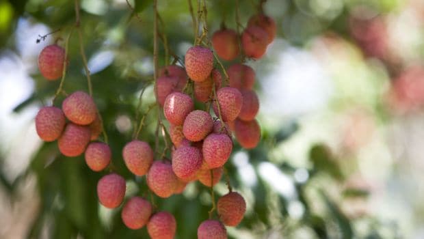 litchi 620x350