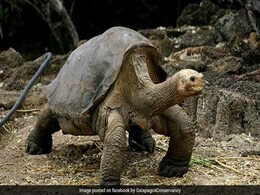 Body Of Tortoise 'Lonesome George' Returned To Galapagos Islands Body Of Tortoise 'Lonesome George' Returned To Galapagos Islands