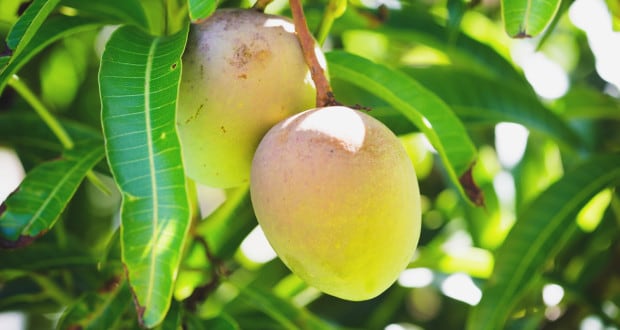 green mango leaves