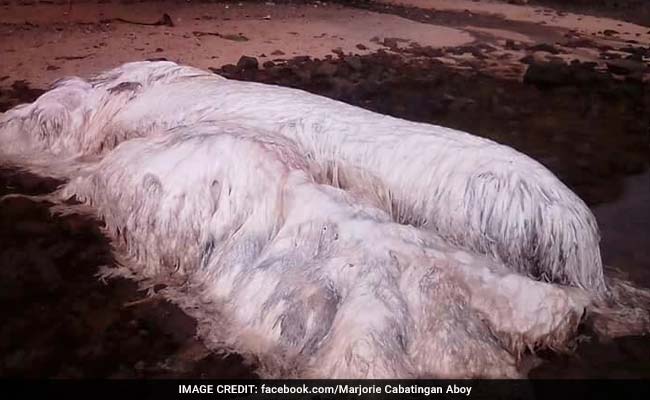 समुद्र किनारे मिला विशालकाय रहस्यमय जीव, PHOTO देख हो सकते हैं कंफ्यूज