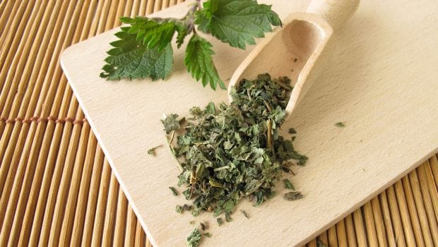 Image result for nettle tea