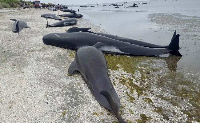 뉴질랜드에서 500마리의 파일럿 고래가 구조를 위한 상어 공격 위험으로 사망