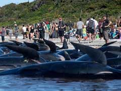As 300 Whales Swim Away, Hope That New Zealand's Crisis May Be Over