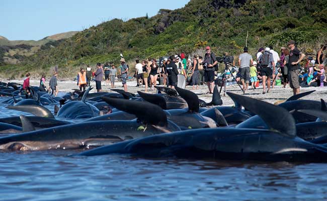 200 More Whales Stranded On Notorious New Zealand Coastline