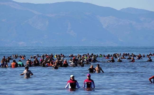 New Zealand Rescuers Form Human Chain To Help Stranded Whales