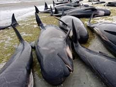 New Zealand Warns Of Exploding Whale Carcasses After Mass Stranding