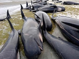 New Zealand Warns Of Exploding Whale Carcasses After Mass Stranding New Zealand Warns Of Exploding Whale Carcasses After Mass Stranding