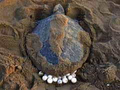 Endangered Olive Ridley Turtles Lay Record 3.55 Lakh Eggs In Odisha