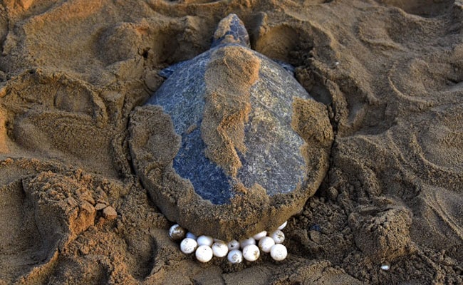 Olive Ridley Turtles Lay Eggs In New Place Near Rushikulya River Mouth