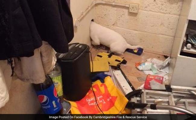 Puppy Rescued By Firefighters From Tumble Dryer Vent In UK