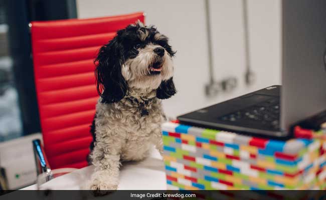 'Puppy Parental Leave' Is Now A Thing. How Paw-Some Is That?