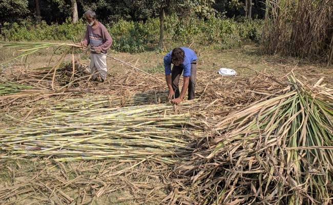 উত্তরপ্রদেশ সরকারের বড় সিদ্ধান্ত, সমবায় চিনিকলের আখ চাষীদের জন্য 500 কোটি টাকা অনুমোদিত