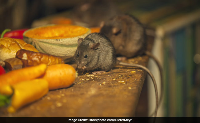 Dead Rat In Mid-Day Meal Case: Rights Panel Sends Notice To Delhi Government