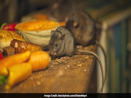 Dead Rat In Mid-Day Meal Case: Rights Panel Sends Notice To Delhi Government Dead Rat In Mid-Day Meal Case: Rights Panel Sends Notice To Delhi Government