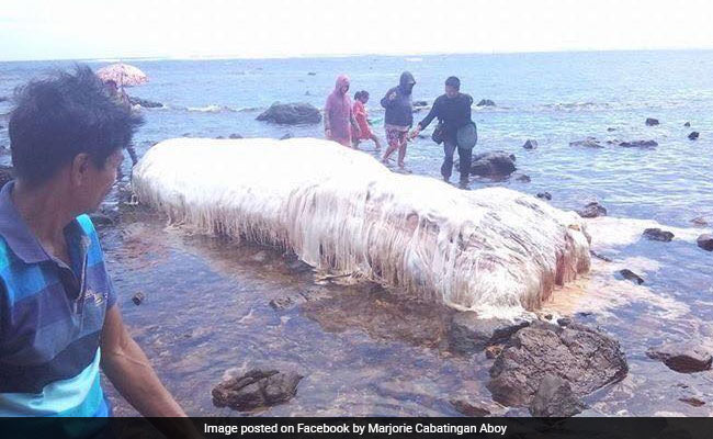 Huge, Hairy Animal Washes Up Ashore In Philippines, Leaves Locals Baffled