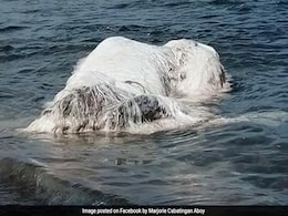 Huge, Hairy Animal Washes Up Ashore In Philippines, Leaves Locals Baffled Huge, Hairy Animal Washes Up Ashore In Philippines, Leaves Locals Baffled