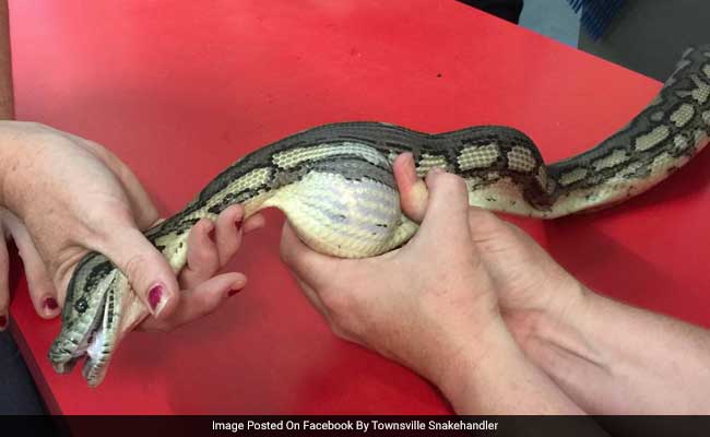 Viral Video Shows Handler Massaging Tennis Ball Out Of Snake's Mouth
