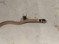Trending: This Spider vs Snake Face Off Is Deadly. Guess Who Wins?
