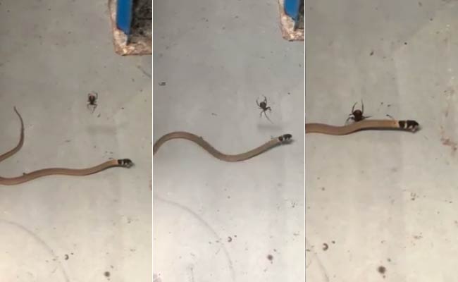 Trending: This Spider vs Snake Face Off Is Deadly. Guess Who Wins?