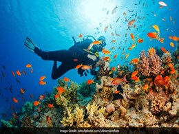 CMFRI Will Launch Mobile App To Identify Reef Fishes On Platinum Jubilee Celebration CMFRI Will Launch Mobile App To Identify Reef Fishes On Platinum Jubilee Celebration