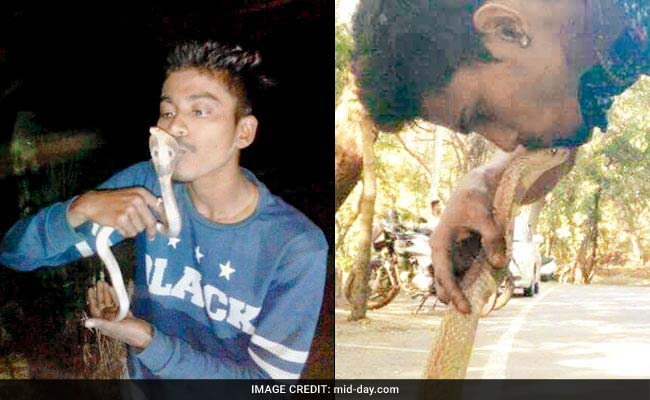 Navi Mumbai Man Kisses Rescued Cobra, Gets Bitten And Dies