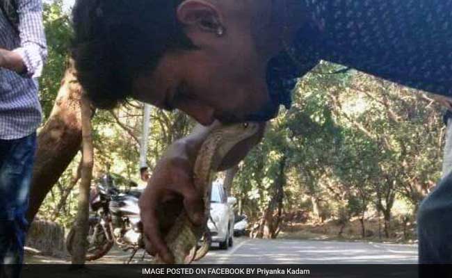 मुंबई : सांप बचाने वाले शख्स ने कोबरा को किस किया, डसने से हुई मौत