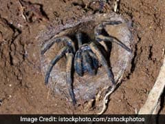 'Record' Anti-Venom Dose Saves Boy From Deadly Australian Spider
