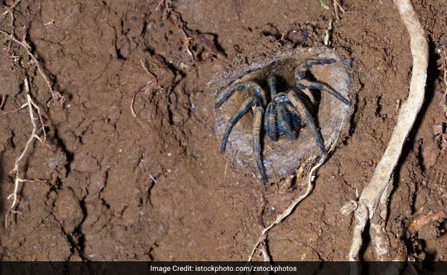 'Record' Anti-Venom Dose Saves Boy From Deadly Australian Spider