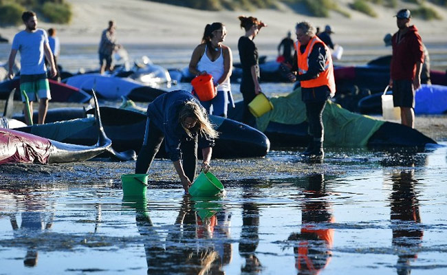 'It Was Haunting': Whales Lay Crying, Stranded, As Far As You Could See