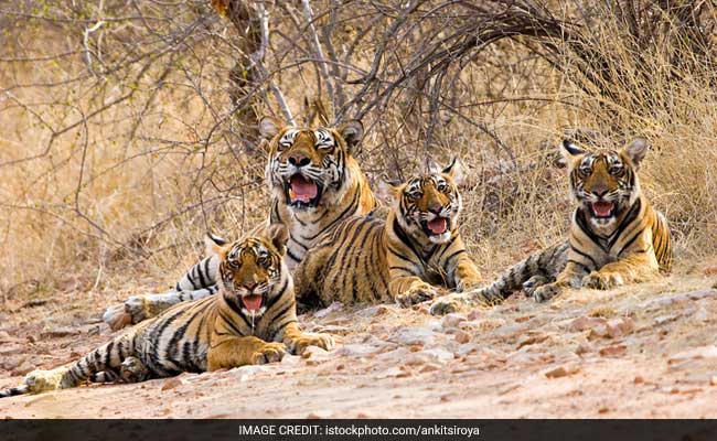 Tigress Gives Birth To Five Cubs In Madhya Pradesh's Pench Reserve