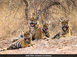 Five Tiger Cubs Born In Madhya Pradesh's Panna Tiger Reserve Five Tiger Cubs Born In Madhya Pradesh's Panna Tiger Reserve